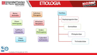 ETIOLOGIA
Reino:
Animalia
Filum:
Arthropoda
Subfilum:
Hexapoda
Clase:
Insecta
Subclase:
Pterygota
Infraclase:
Neoptera
Orden:
Phthiraptera
Suborden:
Ischnocera
Familias:
Heptapsogasteridae
Goniodidae
Philopteridae
Trichodectidae
 