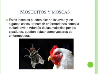 MOSQUITOS Y MOSCAS
 Estos insectos pueden picar a las aves y, en
algunos casos, transmitir enfermedades como la
malaria aviar. Además de las molestias por las
picaduras, pueden actuar como vectores de
enfermedades.
 