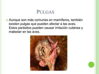 PULGAS
 Aunque son más comunes en mamíferos, también
existen pulgas que pueden afectar a las aves.
Estos parásitos pueden causar irritación cutánea y
malestar en las aves.
 
