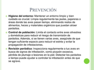 PREVENCIÓN
 Higiene del entorno: Mantener un entorno limpio y bien
cuidado es crucial. Limpia regularmente las jaulas, pajareras o
áreas donde las aves pasan tiempo, eliminando restos de
alimentos, heces y materiales orgánicos que puedan atraer
parásitos.
 Control de población: Limita el contacto entre aves silvestres
y domésticas para reducir el riesgo de transmisión de
parásitos. Además, si se tienen varias aves, asegúrate de que
tengan suficiente espacio para reducir el estrés y evitar la
propagación de infestaciones.
 Revisión periódica: Inspecciona regularmente a tus aves en
busca de signos de infestación, como picazón excesiva,
pérdida de plumaje o lesiones en la piel. Detectar los parásitos
a tiempo puede ayudar a controlar la infestación antes de que
se agrave.
 