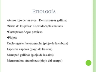 ETIOLOGÍA
•Acaro rojo de las aves: Dermanyssus gallinae
•Sarna de las patas: Knemidocoptes mutans
•Garrapatas: Argas persicus.
•Piojos:
Cuclotogaster heterographa (piojo de la cabeza)
Lipeurus caponis (piojo de las alas)
Menopon gallinae (piojo de las alas)
Menacanthus stramineus (piojo del cuerpo)
 