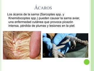 ÁCAROS
Los ácaros de la sarna (Sarcoptes spp. y
Knemidocoptes spp.) pueden causar la sarna aviar,
una enfermedad cutánea que provoca picazón
intensa, pérdida de plumas y lesiones en la piel.
 
