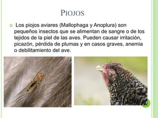 PIOJOS
 Los piojos aviares (Mallophaga y Anoplura) son
pequeños insectos que se alimentan de sangre o de los
tejidos de la piel de las aves. Pueden causar irritación,
picazón, pérdida de plumas y en casos graves, anemia
o debilitamiento del ave.
 