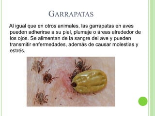 GARRAPATAS
Al igual que en otros animales, las garrapatas en aves
pueden adherirse a su piel, plumaje o áreas alrededor de
los ojos. Se alimentan de la sangre del ave y pueden
transmitir enfermedades, además de causar molestias y
estrés.
 