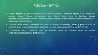 FASCIOLA HEPATICA
• Fasciola hepatica (Distomum hepaticum), o también llamado la duela del hígado es una especie de
gusanos planos (duelas, trematodos) que infecta sobre todo a bovinos, ovinos,
caprinos, ocasionalmente también a equinos, caninos y felinos, especialmente en áreas húmedas de las
regiones de clima templado.
• También puede afectar a porcinos con acceso al exterior. En caballos, perros y gatos se trata de
ordinario de un problema secundario ocasional. Los seres humanos también se pueden infectar.
• La infección con F. hepatica tanto en animales como en humanos recibe el nombre
de fasciolosis (o fasciolasis o distomatosis).
 