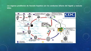 Los órganos predilectos de Fasciola hepatica son los conductos biliares del hígado y vesícula
biliar.
 