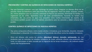 PREVENCIÓN Y CONTROL NO QUÍMICOS DE INFECCIONES DE FASCIOLA HEPÁTICA
• Hay que fomentar cualquier cosa que mantenga los pastos secos. Asegurar un drenaje eficaz de las
parcelas. Poner los bebederos sobre piso firme libre de vegetación. Hacer las zanjas, acequias, canales,
etc. menos atractivos para los caracoles cubriendo los flancos con cemento, eliminando las hierbas y la
vegetación en las orillas, dejándolos secar del todo periódicamente, haciendo los bordes muy
empinados, etc. Los puntos de agua muy pequeños como huellas endurecidas de zapatos o de
neumáticos también pueden servir de hábitats secundarios para los caracoles y deben evitarse en lo
posible.
CONTROL QUÍMICO DE INFECCIONES DE FASCIOLA HEPATICA
• Hay varios compuestos eficaces contra duelas adultas e inmaduras, p.ej. brotianida, closantel, nitroxinil,
triclabendazol y rafoxanida. El triclabendazol es el fasciolicida más eficaz contra los estadios inmaduros.
• Otros son eficaces sólo contra los adultos, albendazol, bitionol, clorsulón, oxiclozanida, etc. Los
productos que no controlan los estadios inmaduros de modo suficiente ofrecen una protección más
corta, no interrumpen el daño causado por la migración de las larvas inmaduras, y de ordinario deben
usarse más frecuentemente.
 