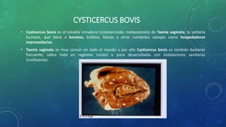 CYSTICERCUS BOVIS
• Cysticercus bovis es el estadio inmaduro (cistocercoide, metacestodo) de Taenia saginata, la solitaria
humana, que tiene a bovinos, búfalos, llamas y otros rumiantes salvajes como hospedadores
intermediarios.
• Taenia saginata es muy común en todo el mundo y por ello Cysticercus bovis es también bastante
frecuente, sobre todo en regiones rurales o poco desarrolladas con instalaciones sanitarias
insuficientes.
 