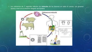 • Los cisticercos de T. saginata infectan los músculos de los bovinos en todo el cuerpo. Los gusanos
adultos viven en el intestino delgado del hombre
 