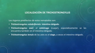 LOCALIZACIÓN DE TRICHOSTRONGYLUS
Los órganos predilectos de estos nematodos son:
• Trichostrongylus colubriformis: intestino delgado.
• Trichostrongylus axei: el estómago (cuajar), esporádicamente se les
encuentra también en el intestino delgado.
• Trichostrongylus tenuis de las aves es el ciego, a veces el intestino delgado.
 