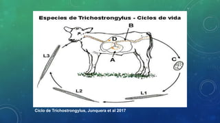 Ciclo de Trichostrongylus, Junquera et al 2017
 