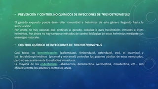 • PREVENCIÓN Y CONTROL NO QUÍMICOS DE INFECCIONES DE TRICHOSTRONGYLUS
El ganado expuesto puede desarrollar inmunidad a helmintos de este género llegando hasta la
autocuración
Por ahora no hay vacunas que protejan al ganado, caballos o aves haciéndoles inmunes a estos
helmintos. Por ahora no hay tampoco métodos de control biológico de estos helmintos mediante sus
enemigos naturales.
• CONTROL QUÍMICO DE INFECCIONES DE TRICHOSTRONGYLUS
Casi todos los benzimidazoles (palbendazol, fenbendazol, oxfendazol, etc), el levamisol y
las tetrahidropirimidinas (pirantel y morantel) controlan los gusanos adultos de estos nematodos,
pero no necesariamente los estadios inmaduros.
La mayoría de los endectocidas –abamectina, doramectina, ivermectina, moxidectina, etc.– son
eficaces contra los adultos y contra las larvas.
 