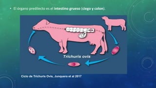 • El órgano predilecto es el intestino grueso (ciego y colon).
Ciclo de Trichuris Ovis, Junquera et al 2017
 