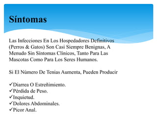 Síntomas
Las Infecciones En Los Hospedadores Definitivos
(Perros & Gatos) Son Casi Siempre Benignas, A
Menudo Sin Síntomas Clínicos, Tanto Para Las
Mascotas Como Para Los Seres Humanos.
Si El Número De Tenias Aumenta, Pueden Producir
Diarrea O Estreñimiento.
Pérdida de Peso.
Inquietud.
Dolores Abdominales.
Picor Anal.
 