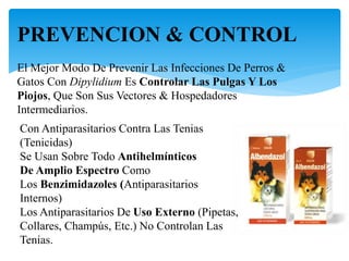 PREVENCION & CONTROL
El Mejor Modo De Prevenir Las Infecciones De Perros &
Gatos Con Dipylidium Es Controlar Las Pulgas Y Los
Piojos, Que Son Sus Vectores & Hospedadores
Intermediarios.
Con Antiparasitarios Contra Las Tenias
(Tenicidas)
Se Usan Sobre Todo Antihelmínticos
De Amplio Espectro Como
Los Benzimidazoles (Antiparasitarios
Internos)
Los Antiparasitarios De Uso Externo (Pipetas,
Collares, Champús, Etc.) No Controlan Las
Tenias.
 