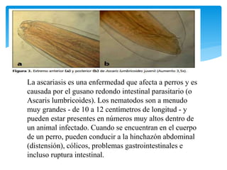 La ascariasis es una enfermedad que afecta a perros y es
causada por el gusano redondo intestinal parasitario (o
Ascaris lumbricoides). Los nematodos son a menudo
muy grandes - de 10 a 12 centímetros de longitud - y
pueden estar presentes en números muy altos dentro de
un animal infectado. Cuando se encuentran en el cuerpo
de un perro, pueden conducir a la hinchazón abdominal
(distensión), cólicos, problemas gastrointestinales e
incluso ruptura intestinal.
 