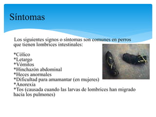 Los siguientes signos o síntomas son comunes en perros
que tienen lombrices intestinales:
*Cólico
*Letargo
*Vómitos
*Hinchazón abdominal
*Heces anormales
*Dificultad para amamantar (en mujeres)
*Anorexia
*Tos (causada cuando las larvas de lombrices han migrado
hacia los pulmones)
Síntomas
 
