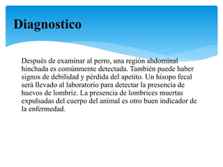 Después de examinar al perro, una región abdominal
hinchada es comúnmente detectada. También puede haber
signos de debilidad y pérdida del apetito. Un hisopo fecal
será llevado al laboratorio para detectar la presencia de
huevos de lombriz. La presencia de lombrices muertas
expulsadas del cuerpo del animal es otro buen indicador de
la enfermedad.
Diagnostico
 