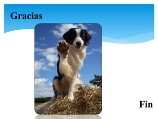 Fin
Gracias
 