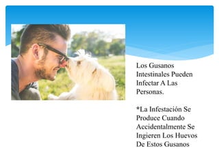 Los Gusanos
Intestinales Pueden
Infectar A Las
Personas.
*La Infestación Se
Produce Cuando
Accidentalmente Se
Ingieren Los Huevos
De Estos Gusanos
 
