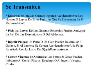 Se Transmiten
* Entorno: Se Infestan Cuando Ingieren Accidentalmente Los
Huevos O Larvas De Estos Parásitos Que Se Encuentran En El
Medioambiente.
* Piel: Las Larvas De Los Gusanos Redondos Pueden Atravesar
La Piel De Las Extremidades O Del Abdomen.
* Ingerir Pulgas: Un Perro O Un Gato Pueden Desarrollar El
Gusano, Si Al Lamerse Se Comen Accidentalmente Una Pulga
Parasitada Con La Larva De Dipylidium caninum.
* Comer Vísceras de Animales: Los Perros & Gatos Pueden
Infestarse Al Comer Pájaros, Roedores O Al Ingerir Visceras
Crudas.
 