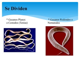Se Dividen
* Gusanos Redondos o
Nematodos
* Gusanos Planos
o Cestodos (Tenias)
 