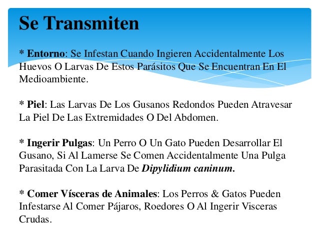 Las semillas del hinojo a los parásitos en el organismo