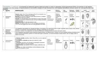 Trematodos o Lombrices: Los trematodes son platelmintos (gusanos chatos) que poseen un cuerpo no             segmentado, de forma generalmente foliácea, que presentan un tubo digestivo
incompleto y una o dos ventosas. La mayoría presenta un ciclo evolutivo complejo en el que intervienen uno o dos huéspedes intermediarios (moluscos, peces, etc.), casi específicos para cada
trematode.
No. Agente                                                                                   Formas           Modo de        Fase         Reservorio    Huésped          Formas            Larvas
                         MORFOLOGÍA
                                                                                                              Transmisión    Infectiva    Intermediario Definitivo  Huevo    Miracidio    Adultas.


                          Huevos: miden 112 a 174 m de largo por 50 a 70 m de ancho, con                             Infecta a                        Roedores
                          un espolón lateral.(S. Japonicum no lo tiene)                           Huevos             través del                       Hombre
1    Schistosoma          Miracidio: es una larva ciliada que nada hasta encontrar un huésped     Miracidio          contacto por       Cercarias     Caracoles   Hombre
     mansoni              intermediario como es el caracol.                                       Cercaria           piel o
                          Cercaria: con cola bifurcada, que es eliminada en el agua. Esta puede   Esquistosòmula     por mucosas
                          penetrar en el humano a través de la piel o de las mucosas secretando   Larvas Adultas.    de aguas que
                          sustancias líticas.                                                                        contienen las                                            Cercarie    Esquistos
                          Esquistosómulas: En esta fase pierden la cola.                                             cercarias                                                            omula
                          Adultos: los machos miden 6,4 a 12 mm de longitud y las hembras
                          7,2 a 17 mm de longitud que viven en el canal ginecóforo del macho.



                          Los huéspedes intermediarios son caracoles del género Oncomelania. Son reservorios el perro, el gato, el ganado vacuno y equino, rata y ratones         S.
                          silvestres. La localización, forma de transmisión, patología y tratamiento son los mismos                                                           Japonicum
2    Schistosoma




                                                                                                                                                                                          S. Haematobium
     japonicum            que para S. mansoni. En el diagnóstico, los huevos se diferencian morfológicamente por carecer del espolón lateral.
     Schistosoma          Como huéspedes intermediarios actúan caracoles del género Bulinus. Se diferencia de S. mansoni, en que los parásitos adultos se localizan en los
3    haematobium          plexos venosos perivesicales y pélvicos, en donde tiene lugar la oviposición. Los huevos atraviesan la pared vesical, caen a la vejiga y salen al
                          exterior con la orina.

                                                                                                                                                                                Huevo     Miracidia        Esporoquiste
                          a) Huevos: ovoides, amarillos, miden 150 por 80 m, con un opérculo
                          en un extremo.                                                          Huevos             Ingerir
     Fasciola hepatica    b) Un embrión o miracidio que sale por el opérculo y nada               Miracido           vegetales        Metacercarias   Caracol      Hombre
2    (Fasciolosis)        libremente.                                                             Cercaria           (Berros)
                          c) Cercarias, que tienen una cola larga y se asemejan a pequeños        Metacercaria       contaminados.
                          renacuajos, pierden la cola y se enquistan.                             Larva Adulta.                                                                Cercarie   Metacer          Adulta
                          d) Metacercarias, que quedarán libres en el agua o adheridas a las                                                                                               carie
                          plantas
                          e) Adultos: son chatos, hermafroditas, de forma foliácea (en hoja),
                          miden 2 a 3 cm por 8 a 15 mm.
 