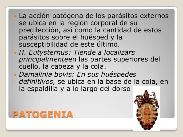 El contagio del organismo por los helmintos