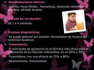  Manifestaciones clínicas:
Diarrea, heces fétidas , flatulencias, distensión abdominal y
anorexia, pérdida de peso.
 Periodo de incubación:
 De 1 a 4 semanas.
 Pruebas diagnósticas:
Se puede detectar por examen microscópico de heces o del
contenido duodenal.
 Tratamiento:
El clorhidrato de quinacrina es el fármaco más eficaz para el
tratamiento de la infección sintomática, en un 85% o 90%.
Furazolidona, con una eficacia de 70% a 80%.
Paromomicina, metronidazol.
E.E Aguilar Reséndiz Ana Karen
 