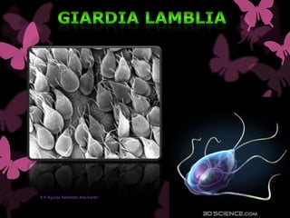 E.E Aguilar Reséndiz Ana Karen
 