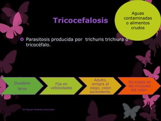 Tricocefalosis
 Parasitosis producida por trichuris trichiura o
tricocéfalo.
E.E Aguilar Reséndiz Ana Karen
Aguas
contaminadas
o alimentos
crudos
Duodeno
larva
Fija en
vellosidades
Adulto,
emigra al
ciego, colon
ascendente.
Se sujeta en
las mucosas
del colon.
 