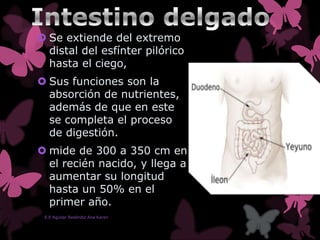  Se extiende del extremo
distal del esfínter pilórico
hasta el ciego,
 Sus funciones son la
absorción de nutrientes,
además de que en este
se completa el proceso
de digestión.
 mide de 300 a 350 cm en
el recién nacido, y llega a
aumentar su longitud
hasta un 50% en el
primer año.
E.E Aguilar Reséndiz Ana Karen
 