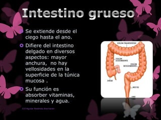  Se extiende desde el
ciego hasta el ano.
 Difiere del intestino
delgado en diversos
aspectos: mayor
anchura, no hay
vellosidades en la
superficie de la túnica
mucosa .
 Su función es
absorber vitaminas,
minerales y agua.
E.E Aguilar Reséndiz Ana Karen
 