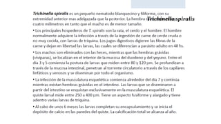 Trichinella spiralis
 