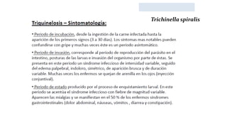 Trichinella spiralis
 