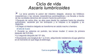 Ciclo de vida
Ascaris lumbricoides
(Ciclo de Loos)
Larva en pulmón
 