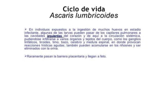 Ciclo de vida
Ascaris lumbricoides
 