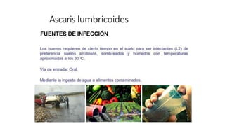 FUENTES DE INFECCIÓN
Ascaris lumbricoides
 