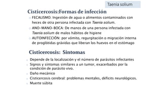o FECALISMO: Ingestión de agua o alimentos contaminados con
heces de otra persona infectada con Taenia solium.
o ANO-MANO-BOCA: De manos de una persona infectada con
Taenia solium de malos hábitos de higiene
o AUTOINFECCIÓN: por vómito, regurgitación o migración interna
de proglótidas grávidas que liberan los huevos en el estómago
o Depende de la localización y el número de parásitos infectantes
o Signos y síntomas similares a un tumor, exacerbados por la
condición de parásito vivo.
o Daño mecánico
o Cisticercosis cerebral: problemas mentales, déficits neurológicos.
o Muerte súbita
Taenia solium
 