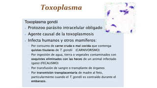 Toxoplasma gondii
⦁ Protozoo parásito intracelular obligado
⦁ Agente causal de la toxoplasmosis
⦁ Infecta humanos y otros mamíferos:
◦ Por consumo de carne cruda o mal cocida que contenga
quistes tisulares de T. gondii (CARNIVORISMO)
◦ Por ingestión de agua, tierra o vegetales contaminados con
ooquistes eliminados con las heces de un animal infectado
(gato) (FECALISMO)
◦ Por transfusión de sangre o transplante de órganos
◦ Por transmisión transplacentaria de madre al feto,
particularmente cuando el T. gondii es contraído durante el
embarazo.
 