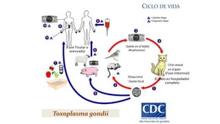 Toxoplasma gondii
CICLO DE VIDA
(Fase Tisular o
asexuada)
(Fase intestinal)
El Gato es hospedador
completo
(Bradizoitos)
(Ooquistes)
 