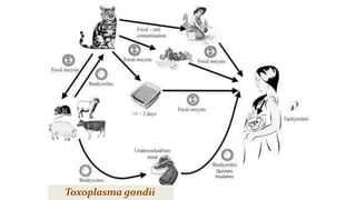 Toxoplasma gondii
Quistes
tisulares
 