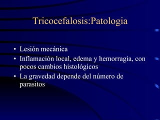 Tricocefalosis:Patologia Lesión mecánica Inflamación local, edema y hemorragia, con pocos cambios histológicos La gravedad depende del número de parasitos 