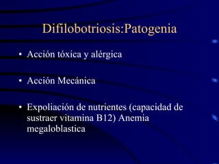Difilobotriosis:Patogenia Acción tóxica y alérgica Acción Mecánica Expoliación de nutrientes (capacidad de sustraer vitamina B12) Anemia megaloblastica 