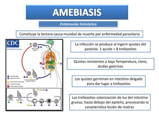 Constituye la tercera causa mundial de muerte por enfermedad parasitaria
La infección se produce al ingerir quistes del
parásito. 1 quiste = 8 trofozoitos
Quistes resistentes a baja Temperatura, cloro,
ácidos gástricos
Los quistes germinan en intestino delgado
para dar lugar a trofozoitos
Los trofozoitos colonización de luz del intestino
grueso, hasta debajo del epitelio, provocando la
característica lesión de matraz.
Entamoeba histolytica
 