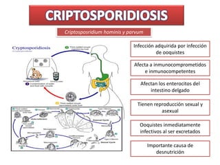 Criptosposridium hominis y parvum
Infección adquirida por infección
de ooquistes
Afecta a inmunocomprometidos
e inmunocompetentes
Afectan los enterocitos del
intestino delgado
Tienen reproducción sexual y
asexual
Ooquistes inmediatamente
infectivos al ser excretados
Importante causa de
desnutrición
 