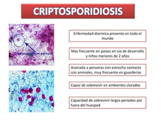 Enfermedad diarreica presente en todo el
mundo
Mas frecuente en paises en via de desarrollo
y niños menores de 2 años
Asociada a personas con estrecho contacto
con animales, muy frecuente en guarderías
Capaz de sobrevivir en ambientes clorados
Capacidad de sobrevivir largos periodos por
fuera del huesped
 