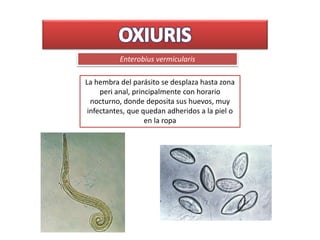 Enterobius vermicularis
La hembra del parásito se desplaza hasta zona
peri anal, principalmente con horario
nocturno, donde deposita sus huevos, muy
infectantes, que quedan adheridos a la piel o
en la ropa
 