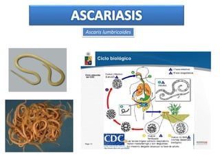 Ascaris lumbricoides
 